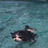swimming emote