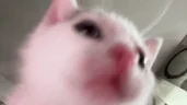 jah emote
