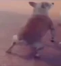 twerk1 emote