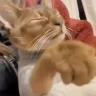 yaya emote
