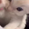 mew emote