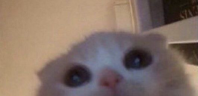 blop emote