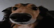 wideSniffers emote