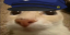 otagPolice