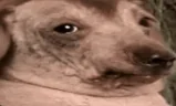 creatureSilly emote