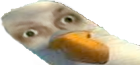 ptaku emote