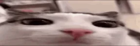 planK emote