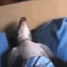 SNORE emote