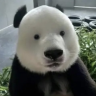 zooted emote