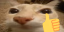 :otagOK: