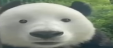 Pandro emote