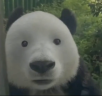 Bear emote