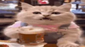 BeerCat emote