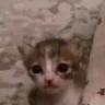 :c emote