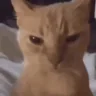 MAD emote