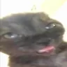 bluh emote