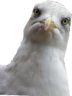 Gaviota emote