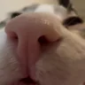 quh emote