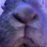 ConterDance emote