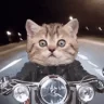 cruising emote
