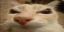 otagr