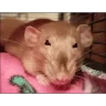 rataaprietapunodelarabia emote