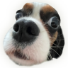 zarritoKe emote