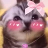 amore emote