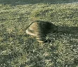 EldenROLL emote