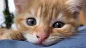 smotrit emote