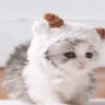 PoroCat emote
