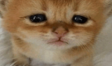 brah emote