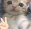 qq emote