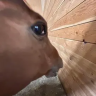 honse emote