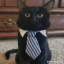 Businesscat