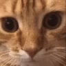 Seething emote
