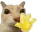 cat hi