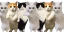 CatGang