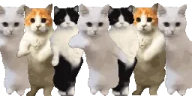 CatGang emote