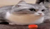 BOOOM emote
