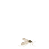 Moscanant emote