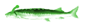 Jlorp emote