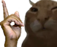 hesBuh emote