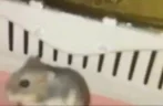 hamsterFlip emote