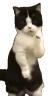 CatTime6 emote