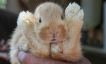 CuteBunnyFeet