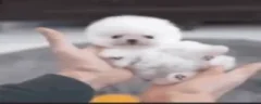 awwthatdogissocuteHOLYSHITTHEGOATLEBRONFUCKINGJAMESCOMESOUTOFNOWHEREANDABSOLUTELYSLAMSTHATSHITwide emote