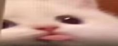 widebla emote