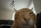 buhFlip emote