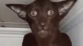 guhm emote